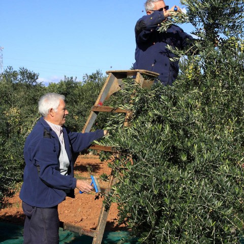 RECOGIDA-MANUAL-COSECHA-ACEITUNAS-RIUDECANYES-ESCORNALBOU-03