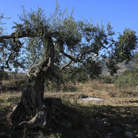 TIERRA-DE-OLIVOS-CENTENARIOS-RIUDECANYES-05