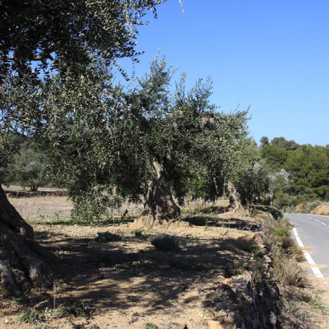 TIERRA-DE-OLIVOS-CENTENARIOS-RIUDECANYES-07