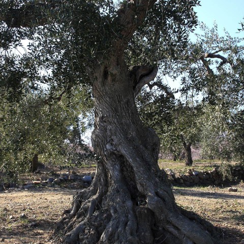 TIERRA-DE-OLIVOS-CENTENARIOS-RIUDECANYES-08