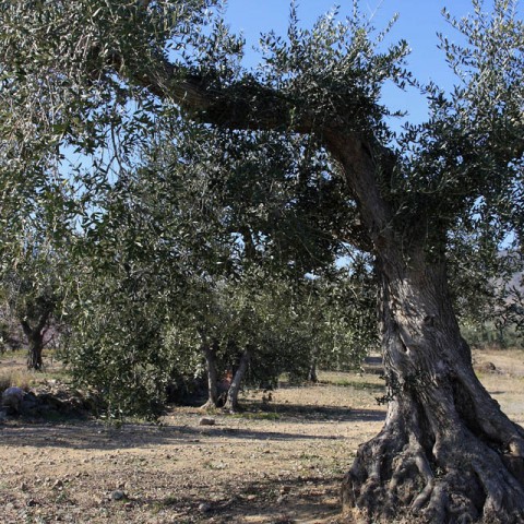 TIERRA-DE-OLIVOS-CENTENARIOS-RIUDECANYES-10