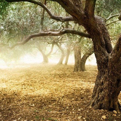 OLIVAR-EN-RIUDECANYES-OLEOTURISMO-01